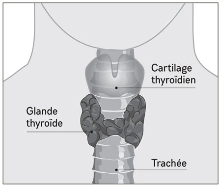 Comment fonctionne la thyroïde