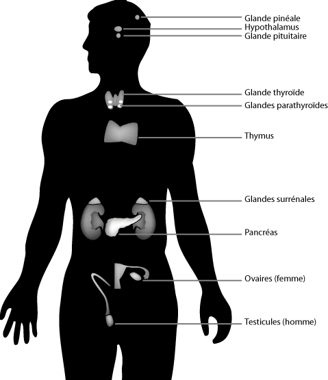 Une hormone, qu'est-ce que c'est ?