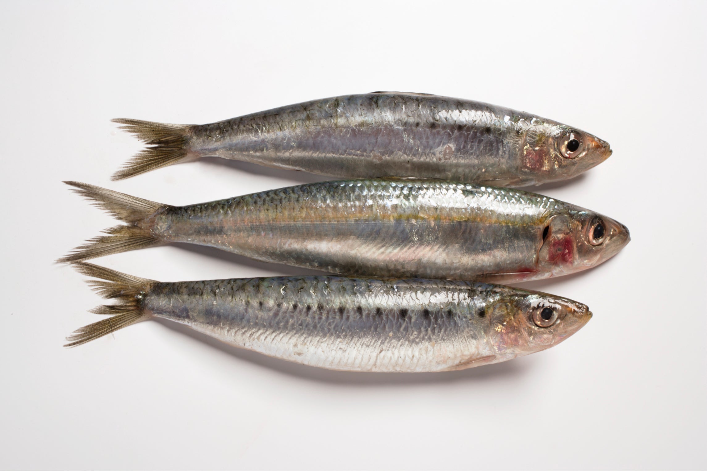 Sardines à l'escabèche