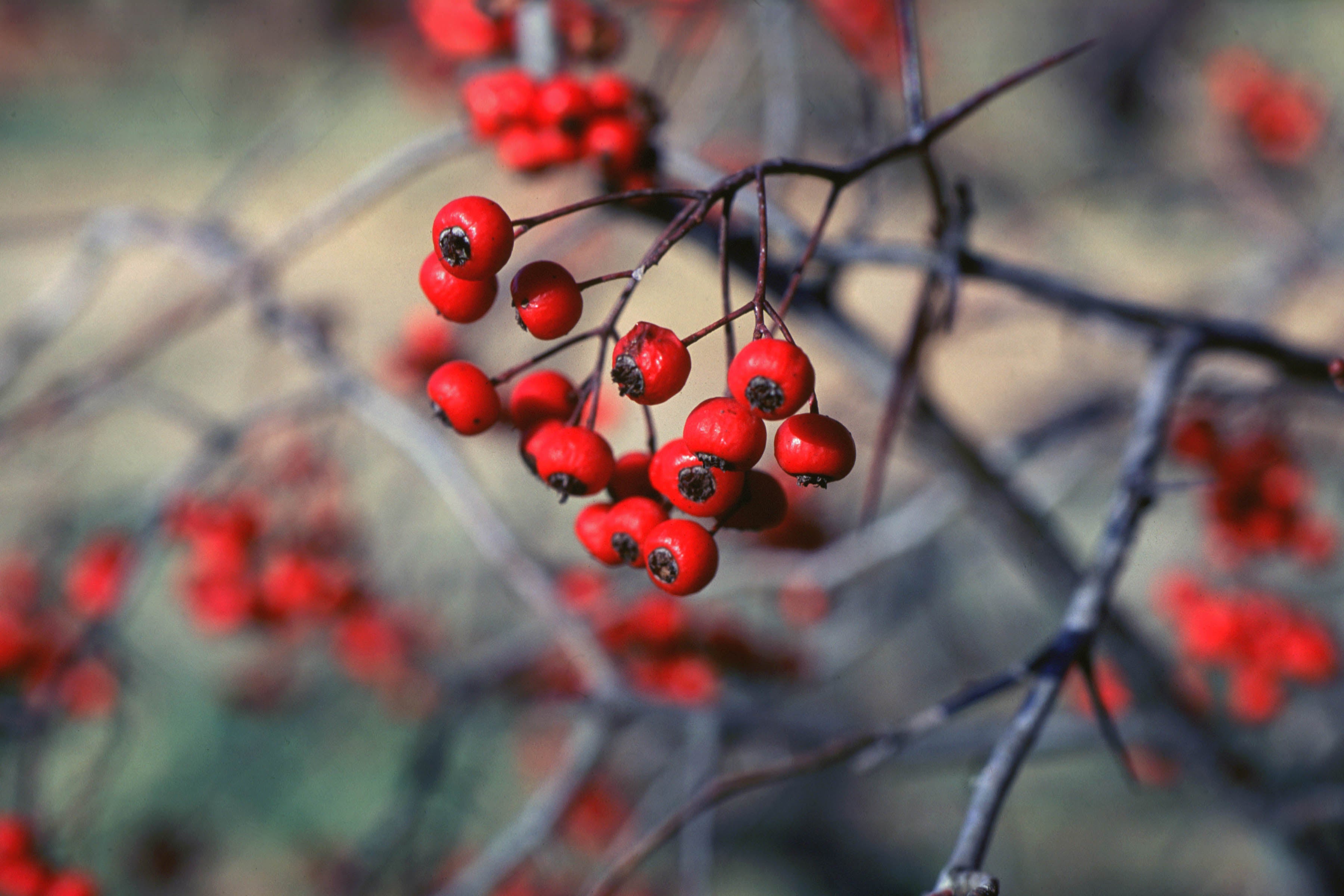 Stress : 5 plantes efficaces