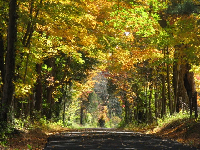 Bain des bois, au secours de votre santé !