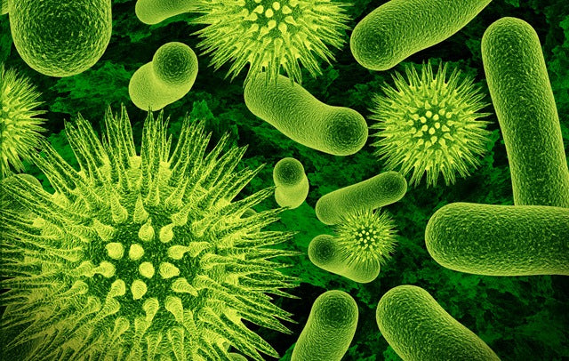 Le microbiote, un organe méconnu