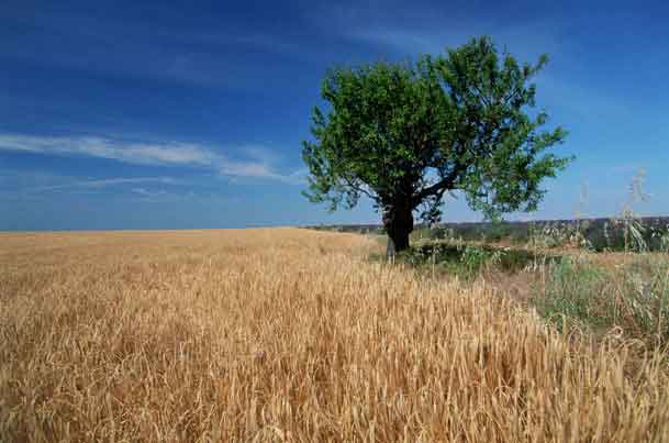 Le gluten, qu'est-ce que c'est ?