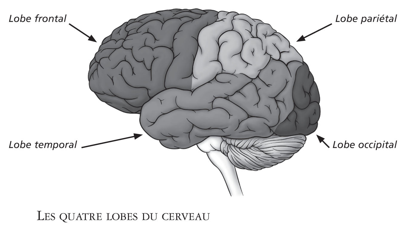 Le cerveau, une centrale électrique