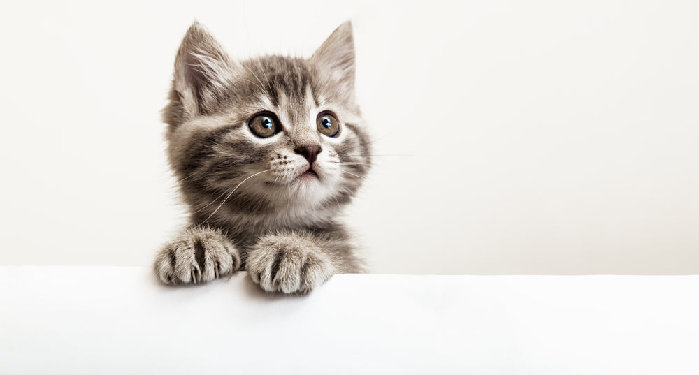 Les solutions naturelles pour les chats avec Nelly Coadic et Clémence Gay