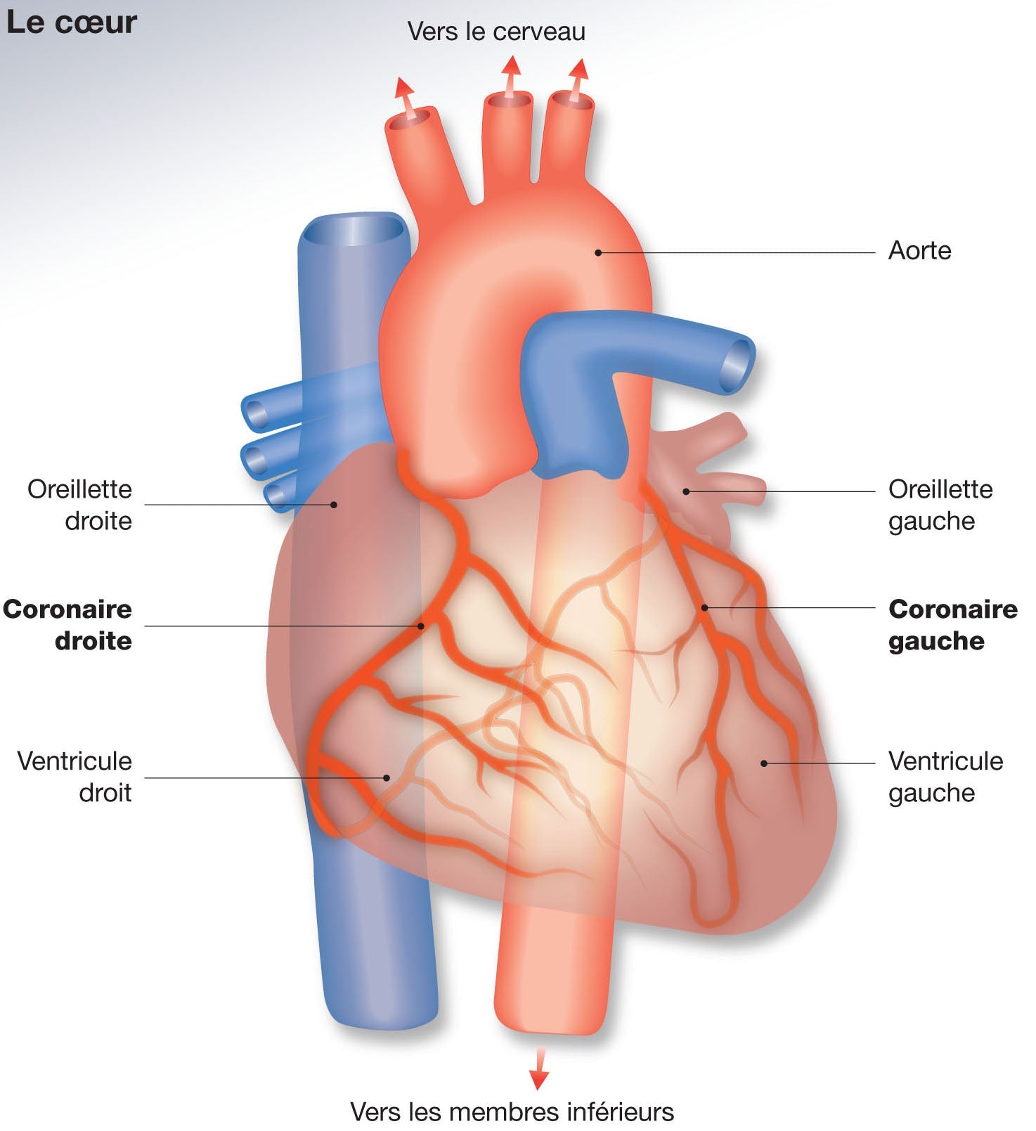 Qu'est-ce qu'un infarctus du myocarde ?