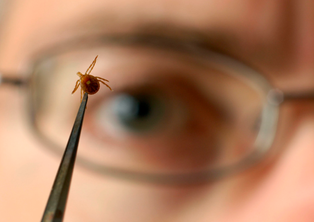 Maladie de Lyme : pourquoi nous sommes tous menacés