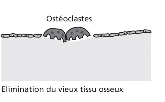 Le remodelage osseux, qu'est-ce que c'est ?