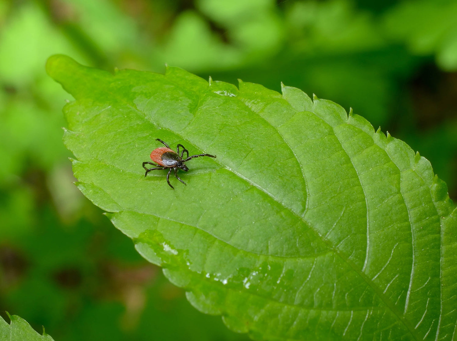 Comment juguler la maladie de Lyme chronique