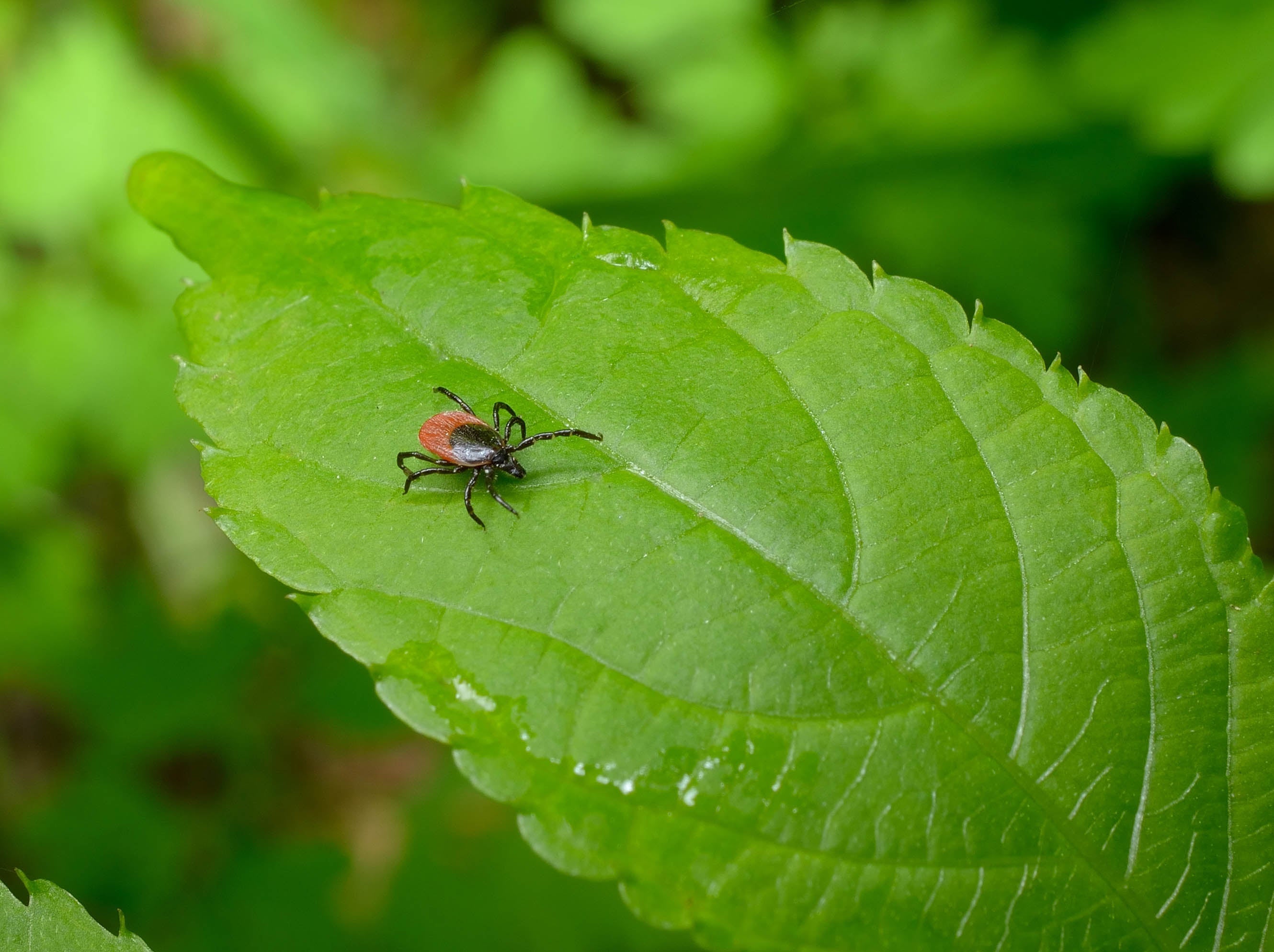 Comment juguler la maladie de Lyme chronique