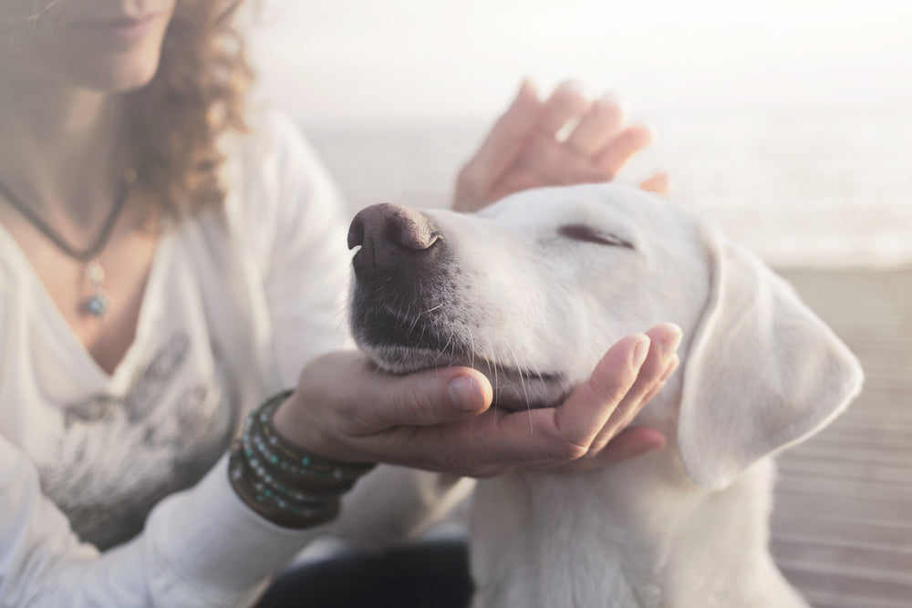 Comment soigner un chien naturellement ?