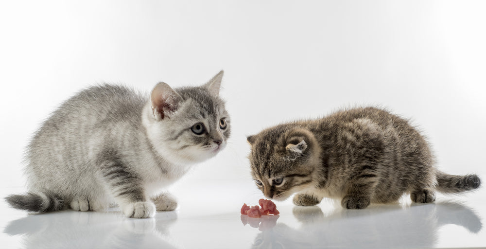 Alimentation du chat : 9 raisons de passer au cru