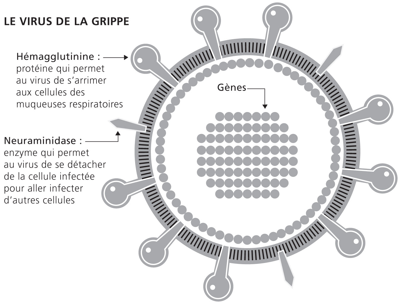 Comment fonctionne le système immunitaire ?