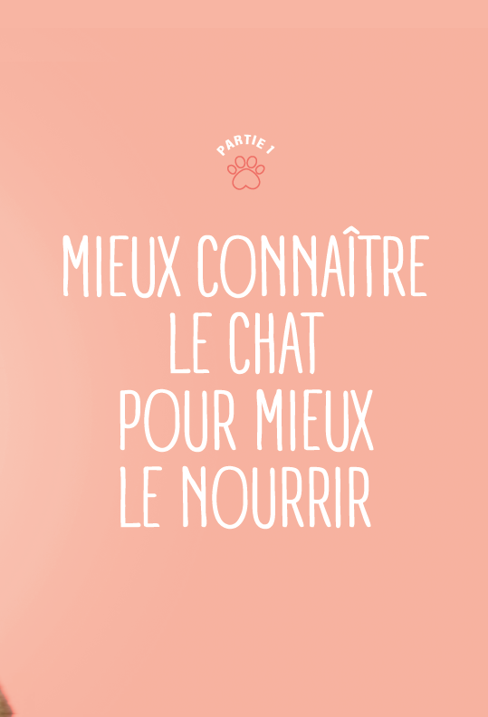 Bien nourrir son chat