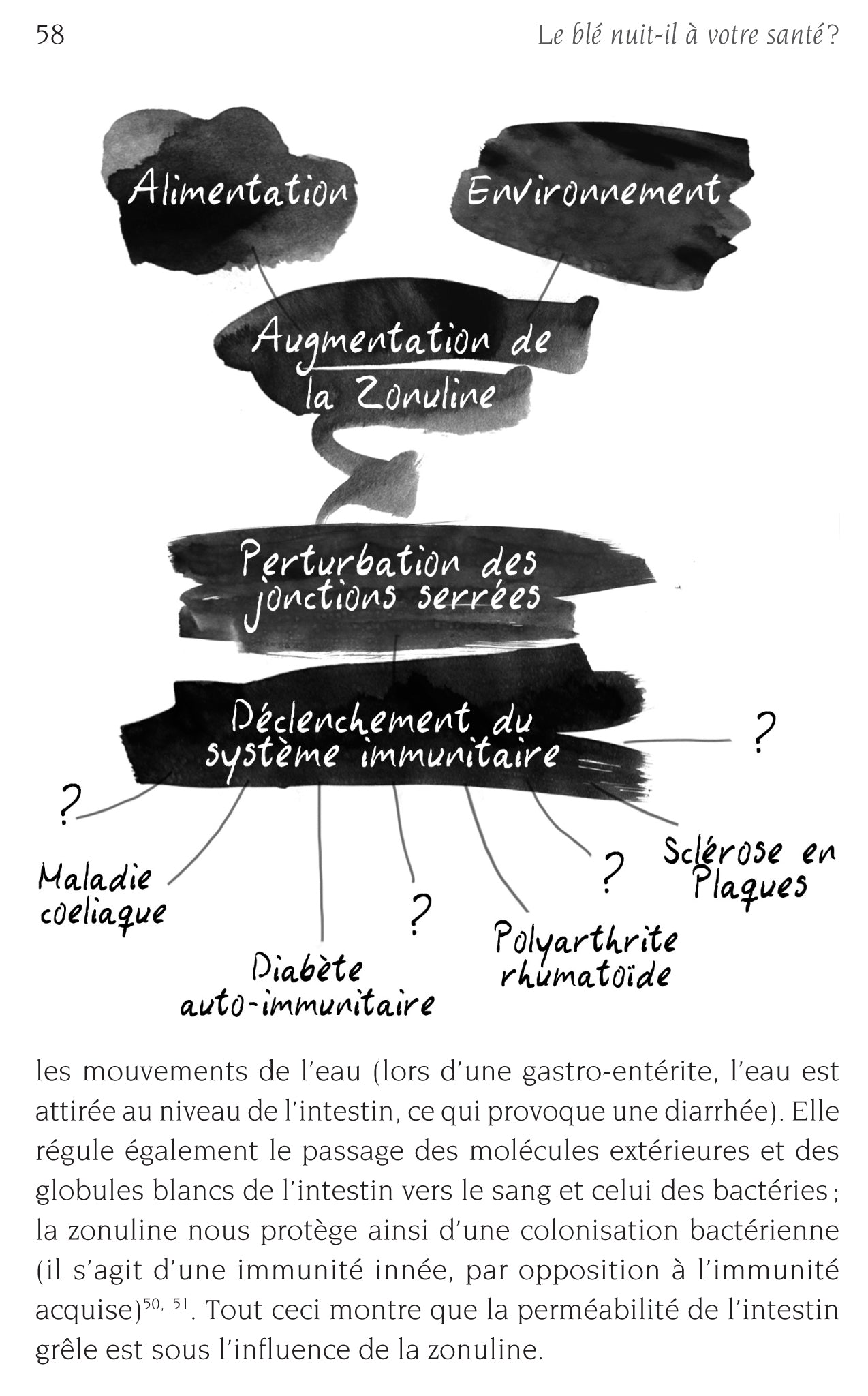 Gluten : comment le blé moderne nous intoxique